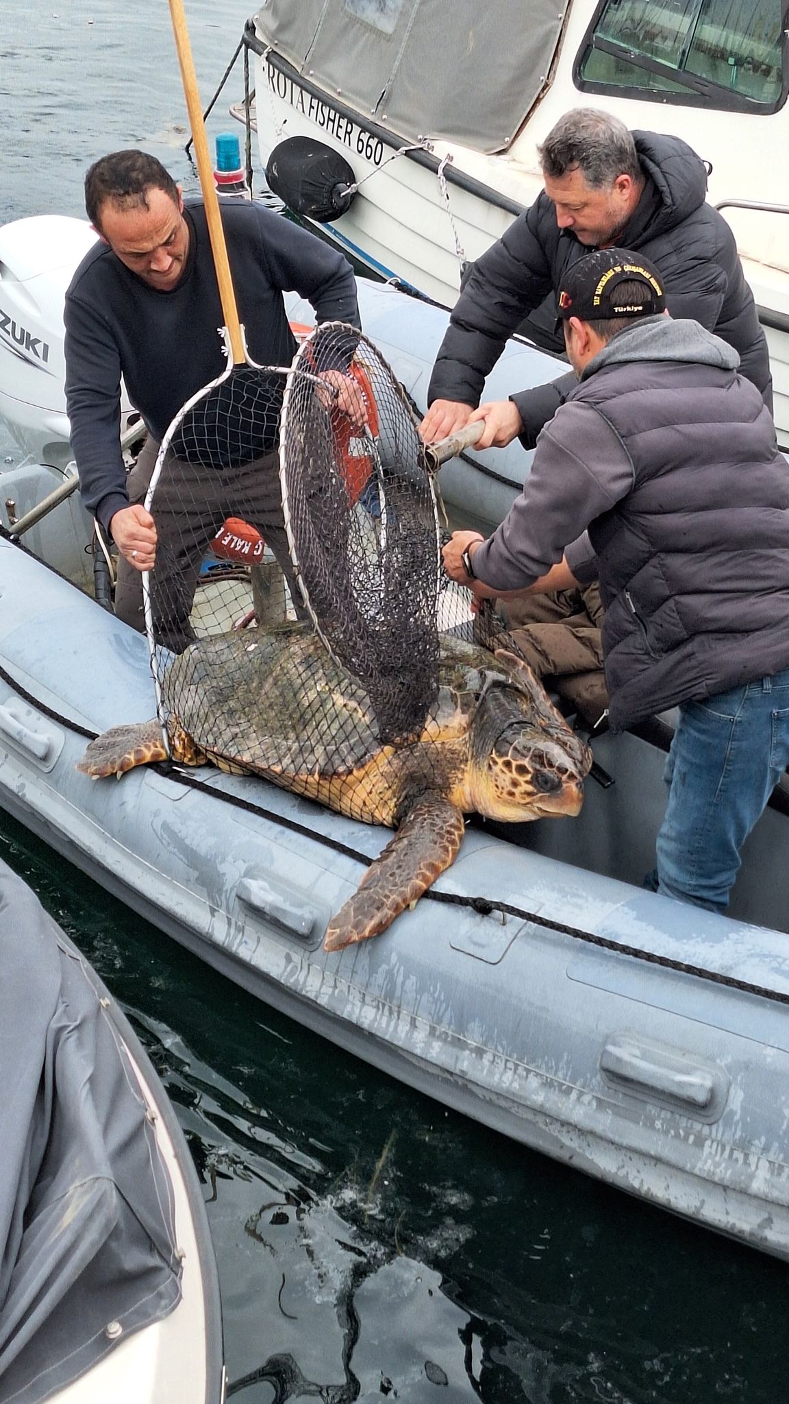 Caretta caretta kurtarıldı