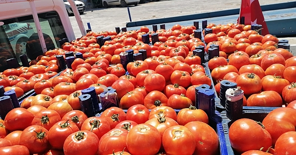 Koşuburnu Köyü'nde "Domates Hasadı Şenliği"