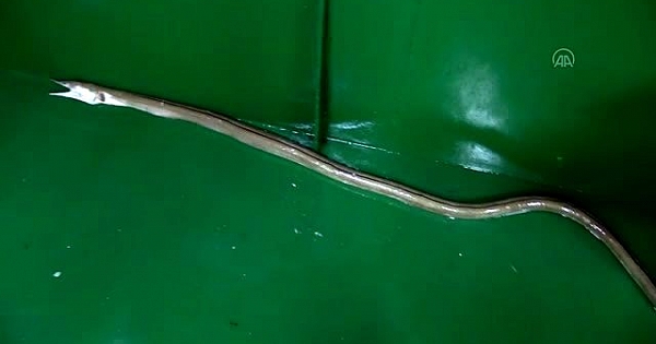 Atlantik Okyanusu'nun dikenli yılan balığı Çanakkale Boğazı'nda görüldü