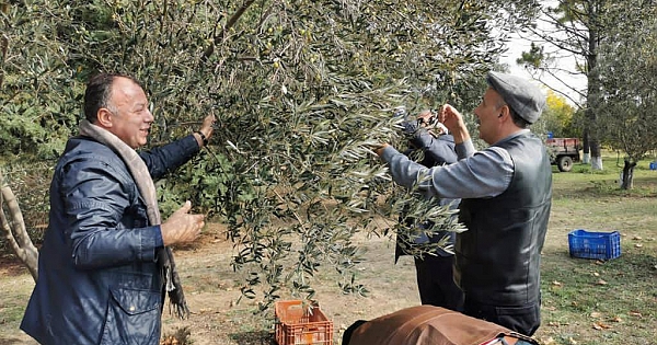 Başkan Semizoğlu, zeytin toplama ve hasat etkinliğine katıldı