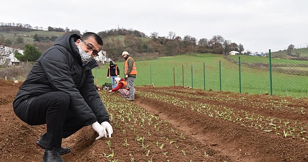 Salep fideleri toprakla buluştu