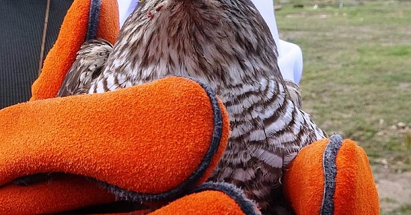 Yaralı atmacalar doğaya salındı