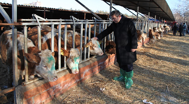 Çanakkale’de şarbonlu hayvana rastlanmamıştır