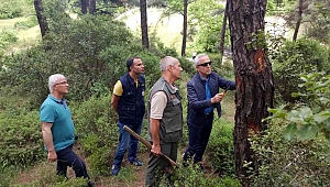 Orman zararlılarıyla mücadele ediliyor