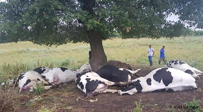 Çan&#039;da inanılmaz olay…