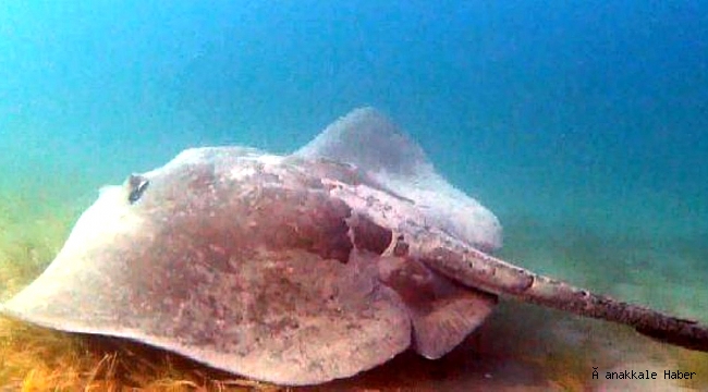 Devasa vatoz şaşırttı