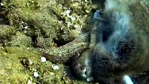 Ahtapot tavşanı yedi