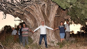 “Anıt ağaç olarak koruma altına alınmasını istiyoruz”