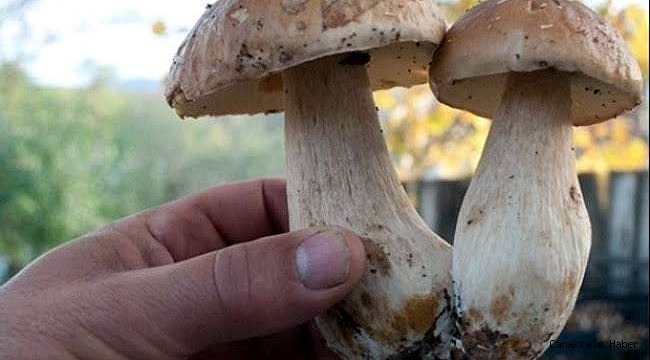 Mantar zehirlenmelerine karşı dikkat!