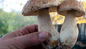 Mantar zehirlenmelerine karşı dikkat!