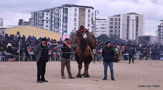Deve güreşleri ilgi gördü