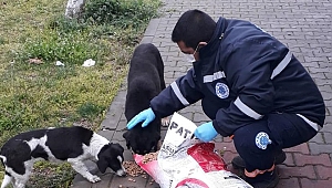 Biga Belediyesi sokak hayvanlarına sahip çıkıyor