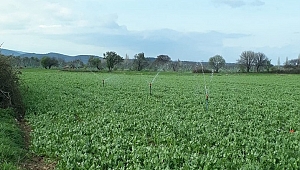 Çanakkale’de 461.830 dekar tarım arazisi sulanacak
