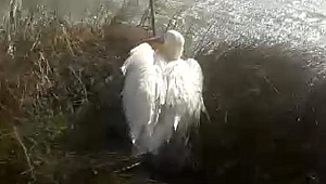 Pelikan doğaya salındı