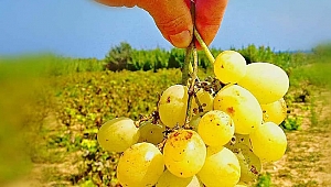 Bozcaada 'çavuş üzümü' tescillendi