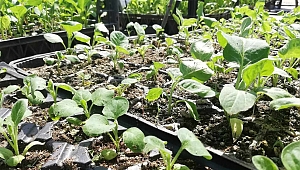 Topraklar yeni ürünlerle bereketleniyor