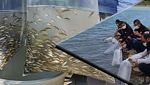 60 bin sazan balığı yavrusu göletlere bırakıldı