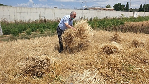 Atalık buğdaylarında ilk hasat