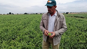 Biga'da tarım arazilerini dolu vurdu