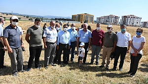 Karakılçık buğdayında hasat