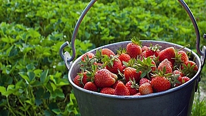 Yılda ortalama 20 bin ton çilek üretiliyor