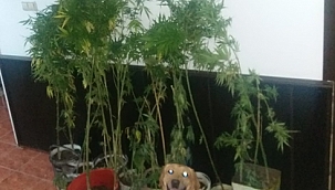 Biga'da yasadışı kenevir ekimi !