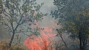 Ezine Dalyan'da yangın !!