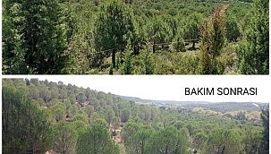 Karabiga ormanlarında genç meşçere bakımları devam ediyor