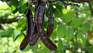 Keçiboynuzu'ndan 30 milyon TL'lik ekonomik katkı