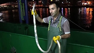 Atlantik Okyanusu'nun dikenli yılan balığı Çanakkale Boğazı'nda görüldü