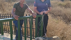 Ayvacık'ta dereye düşen köpek kurtarıldı