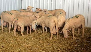 Biga'da 15 köy karantinaya alındı