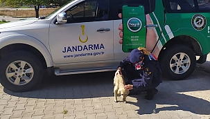 Biga’da toplu sokak köpeği katliamı