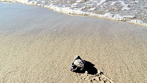 Eceabat'ta caretta caretta yuvası bulundu