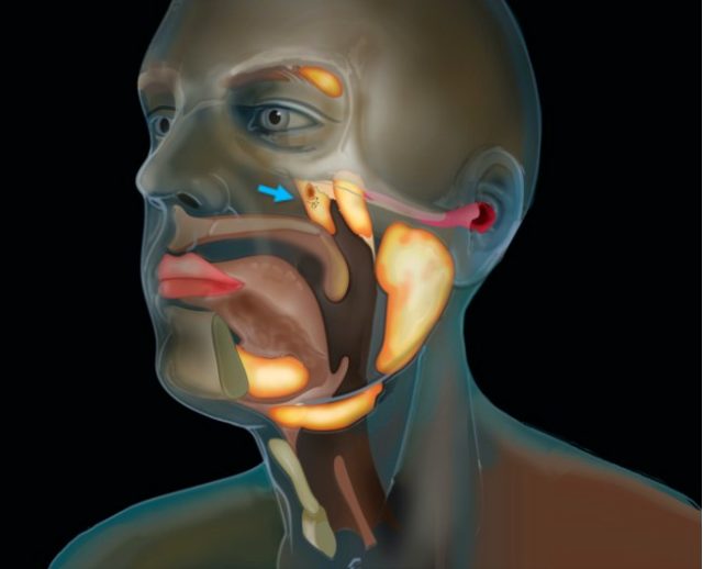 Kafatasından yeni bir organ