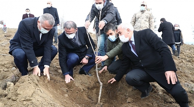 1 milyon ceviz fidanı toprakla buluşacak