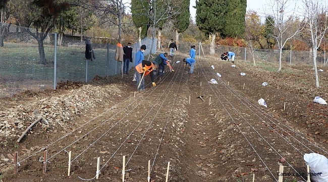 10 bin adet lale soğanı toprakla buluştu