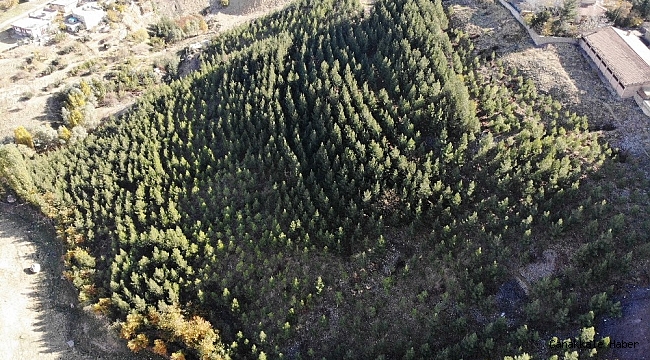 10 bin fidan dikip çöplük alanı ormanlık alana çevirdi
