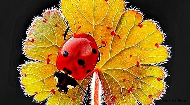 30 yıldır uğur böceği fotoğrafı çekiyor