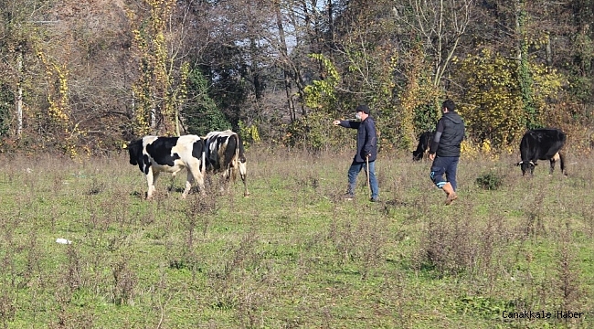 7 aydır başkasının ahırında yaşayan tosun sahibine teslim edildi