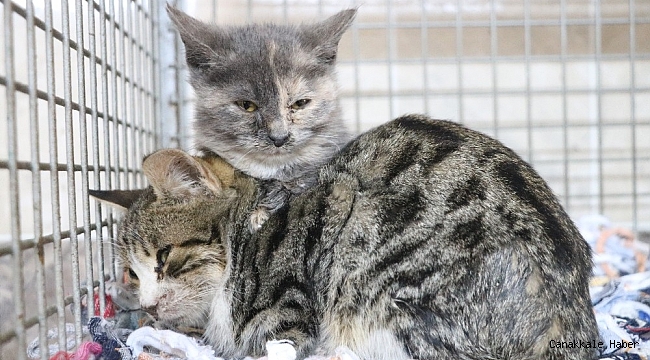 7 buçuk milyon liraya yapılmıştı, bin 150 hayvana sıcak yuva oldu