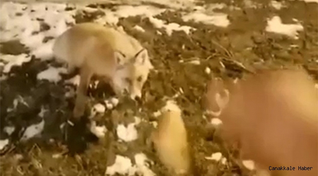 Aç kalan tilkiyi eliyle besledi