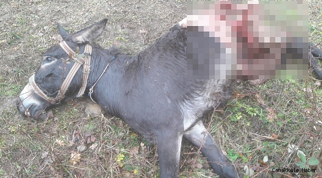 Aç kurtlar eşeği parçalayarak telef etti