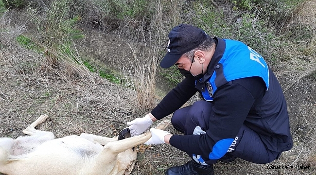 Adana polisi sokak köpeklerini unutmadı