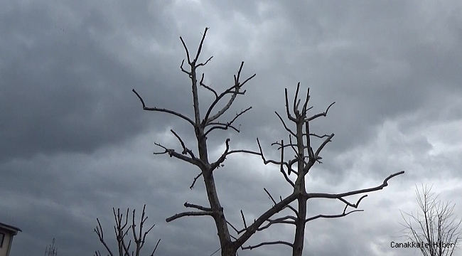 Ağaçlarda budama işlemi devam ediyor