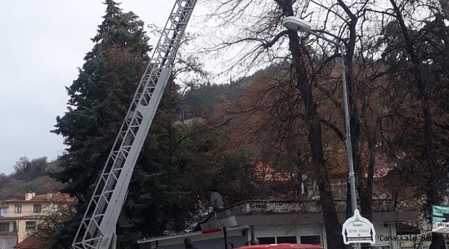 Ağaçta mahsur kalan kediyi itfaiye ekipleri kurtardı