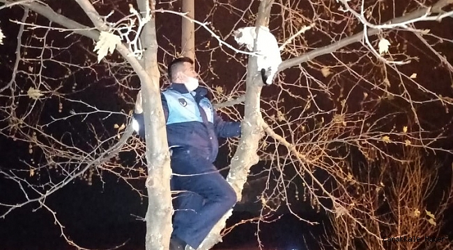 Ağaçta mahsur kalan kediyi zabıta kurtardı