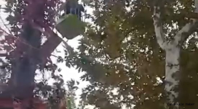 Ağaçta mahsur kalan papağanı itfaiye kurtardı