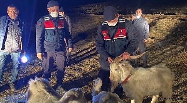Ağıldan kaçan küçükbaşları jandarma buldu
