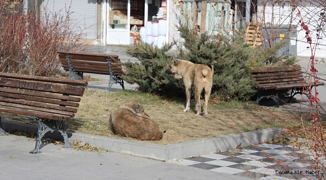 Ağrı&#039;da kısıtlamalar sonrası cadde ve meydanlar sokak hayvanlarına kaldı